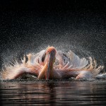 pelican-water-splash-150x150 Rajneesh Panwar