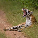 Wild-Escape-Gallery-3-150x150 Wild Escapes A Guided Photo Tour to Bandhavgarh and Kanha