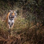 Wild-Escape-Gallery-4-150x150 Wild Escape Bhandavgarh temp