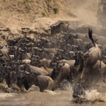 5-4-150x150 The Great Migration